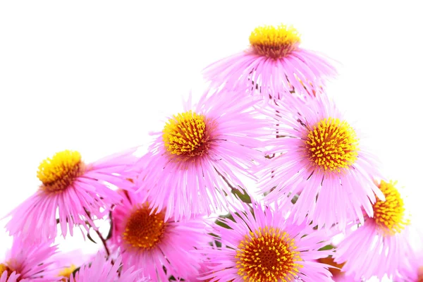 Boeket van roze tuin herfst bloemen — Stockfoto
