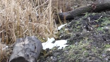 Ormanda büyük buzlu su birikintileri