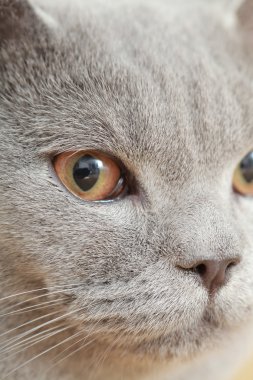 İngiliz Gri kedi doğurmak