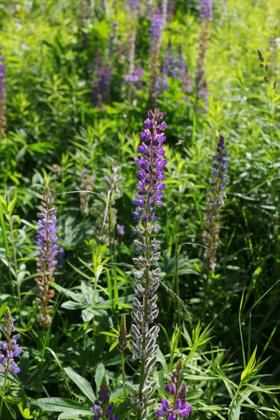 Jardim lupin flores — Fotografia de Stock