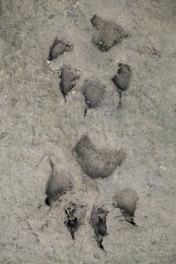 Ayı karaya ayak izleri