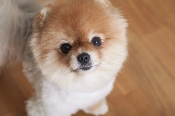 Rödhårig hund Spitz — Stockfoto