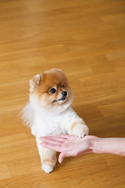 Pequeno cão vermelho dá pata — Fotografia de Stock