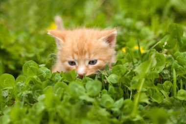 Şirin kırmızı kedi yavrusu.