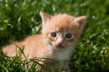 Şirin kırmızı kedi yavrusu.
