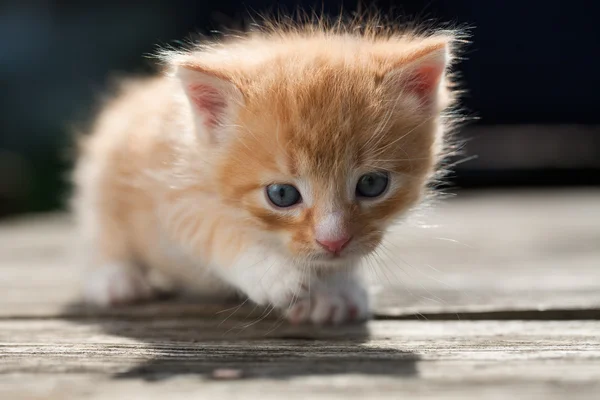 Cute little red kitten — Stock Photo, Image