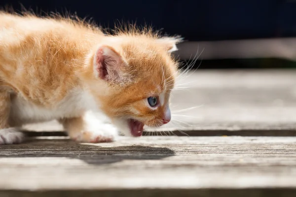 Cute little red kitten — Stock Photo, Image