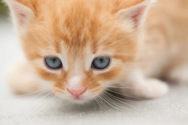 Cute little red kitten — Stock Photo, Image