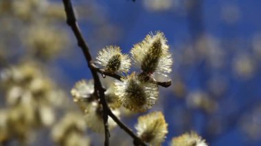 Arıların bal toplama