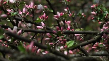 Çiçekli Elma Ağaçları