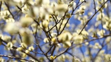 Arıların bal toplama