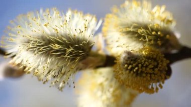 Arıların bal toplama