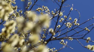 Arıların bal toplama