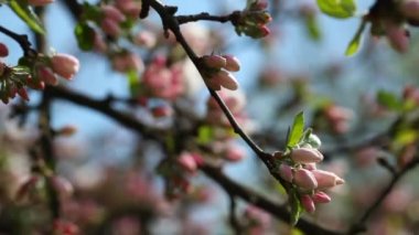 Çiçekli Elma Ağaçları