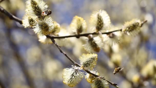 蜜蜂采蜜 — 图库视频影像