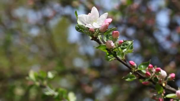 Bloeiende appelbomen — Stockvideo