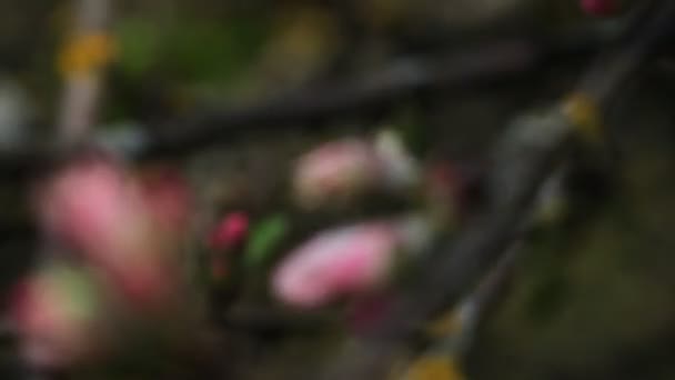 Pommiers en fleurs — Video