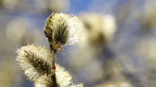 Bienen sammeln Honig — Stockvideo