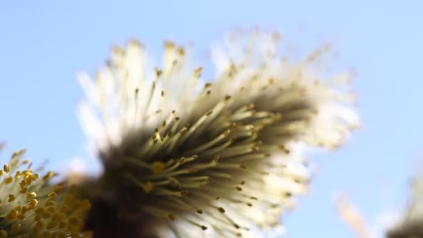 Plante à fleurs printanières — Video