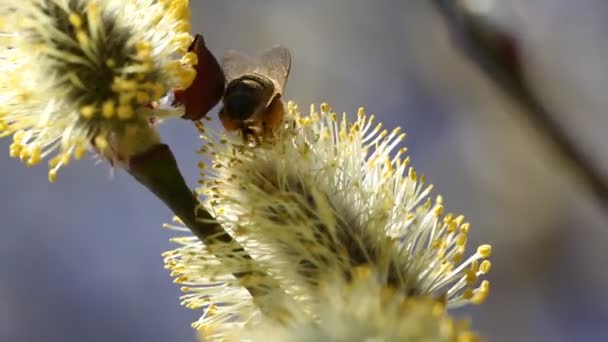 Abeille collecte miel — Video