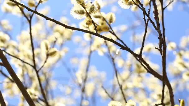 Abejas recolectando miel — Vídeos de Stock