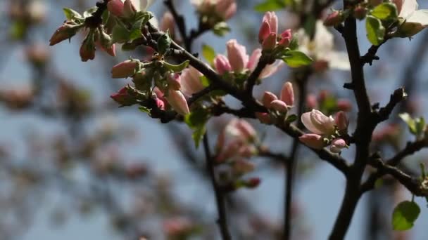 Çiçekli Elma Ağaçları — Stok video