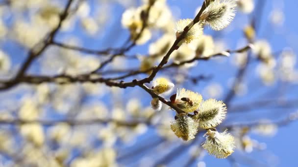 Bienen sammeln Honig — Stockvideo