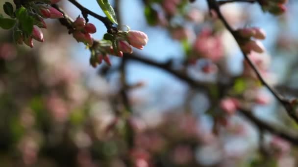 Manzanos florecientes — Vídeos de Stock
