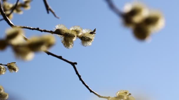 Весна квітуча рослина — стокове відео