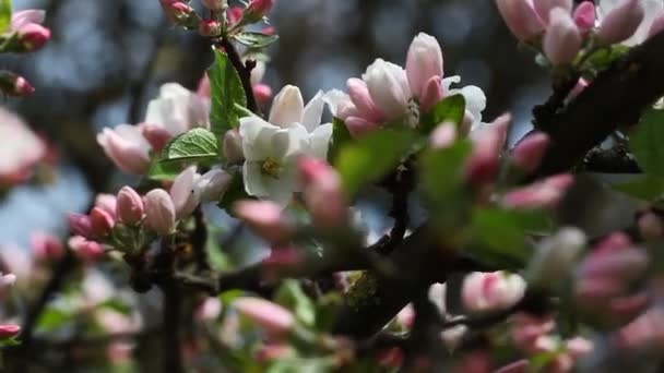 Blühende Apfelbäume — Stockvideo