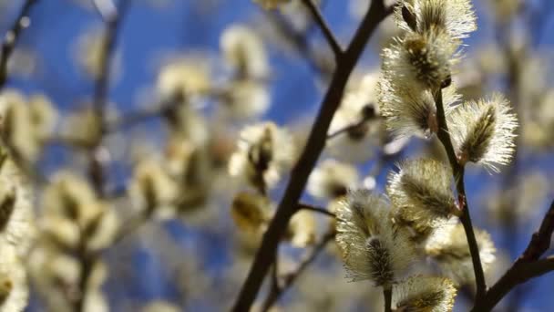 蜜蜂采蜜 — 图库视频影像