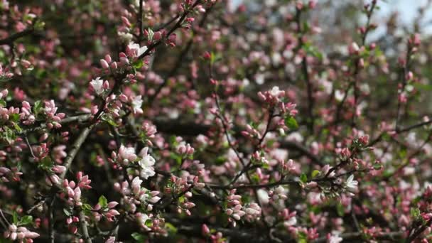 Alberi di mele in fiore — Video Stock