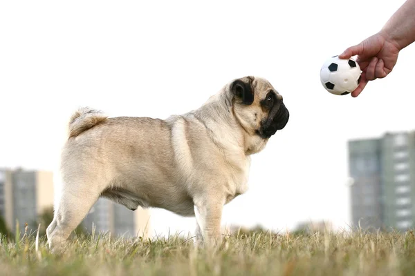 Roliga mops hunden — Stockfoto