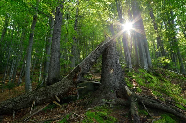 Waldlandschaft im Frühling — Stockfoto