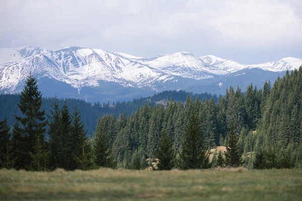 Primavera nas montanhas — Fotografia de Stock