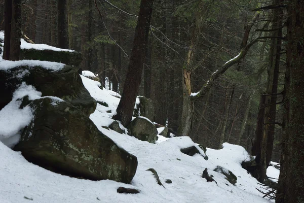 Våren landskap i skogen — Stockfoto