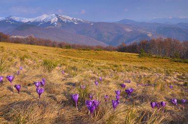 Çiçekli bahar manzarası