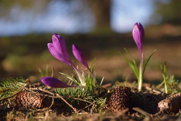 Vårblommor i skogen — Stockfoto