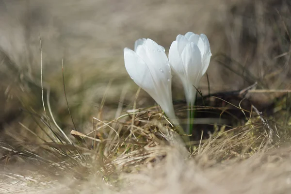 Jarní květiny v trávě — Stock fotografie