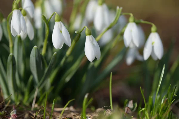 Flores de primavera gotas de neve — Fotografia de Stock