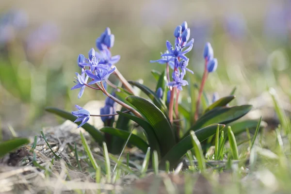 Fiori di Primavera in Prato — Foto Stock