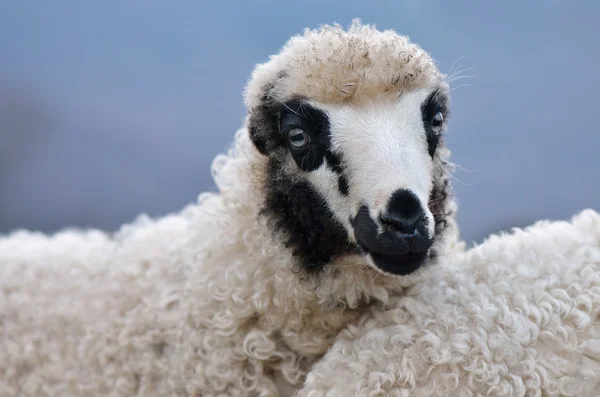 Portrait d'un jeune mouton — Photo