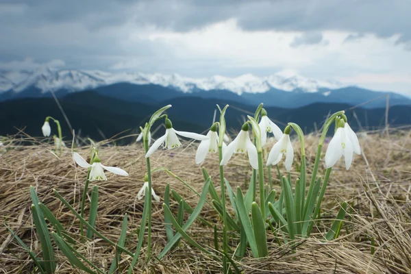 Весенние цветы в горах — стоковое фото