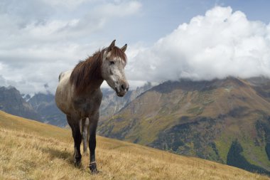 bir arazide dağlarda at