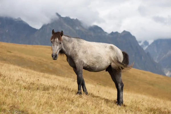 Cavalo cinzento nas montanhas — Fotografia de Stock