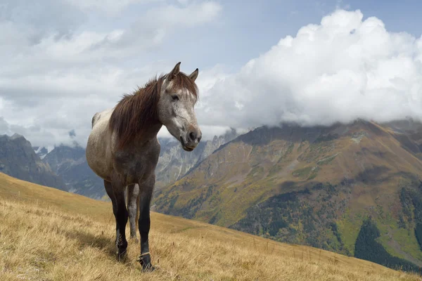 bir arazide dağlarda at