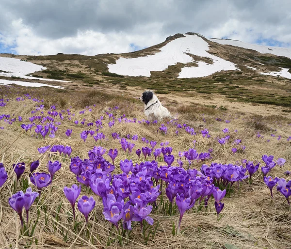 Spring landscape with flowers and dog — Stock Photo, Image