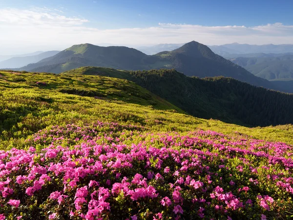 Dağlarda pembe çiçekler — Stok fotoğraf