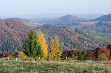 Yamaçta sonbahar ağaçları ile Peyzaj