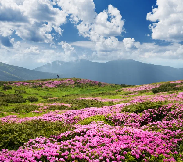 Fiori in montagna. Paesaggio estivo in una giornata di sole — Foto Stock